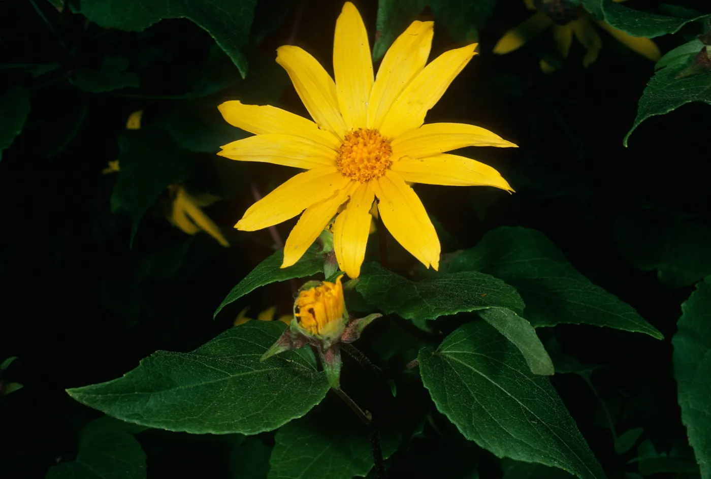 Venegasia carpesioides, Santa Cruz Isl., Campo Raton