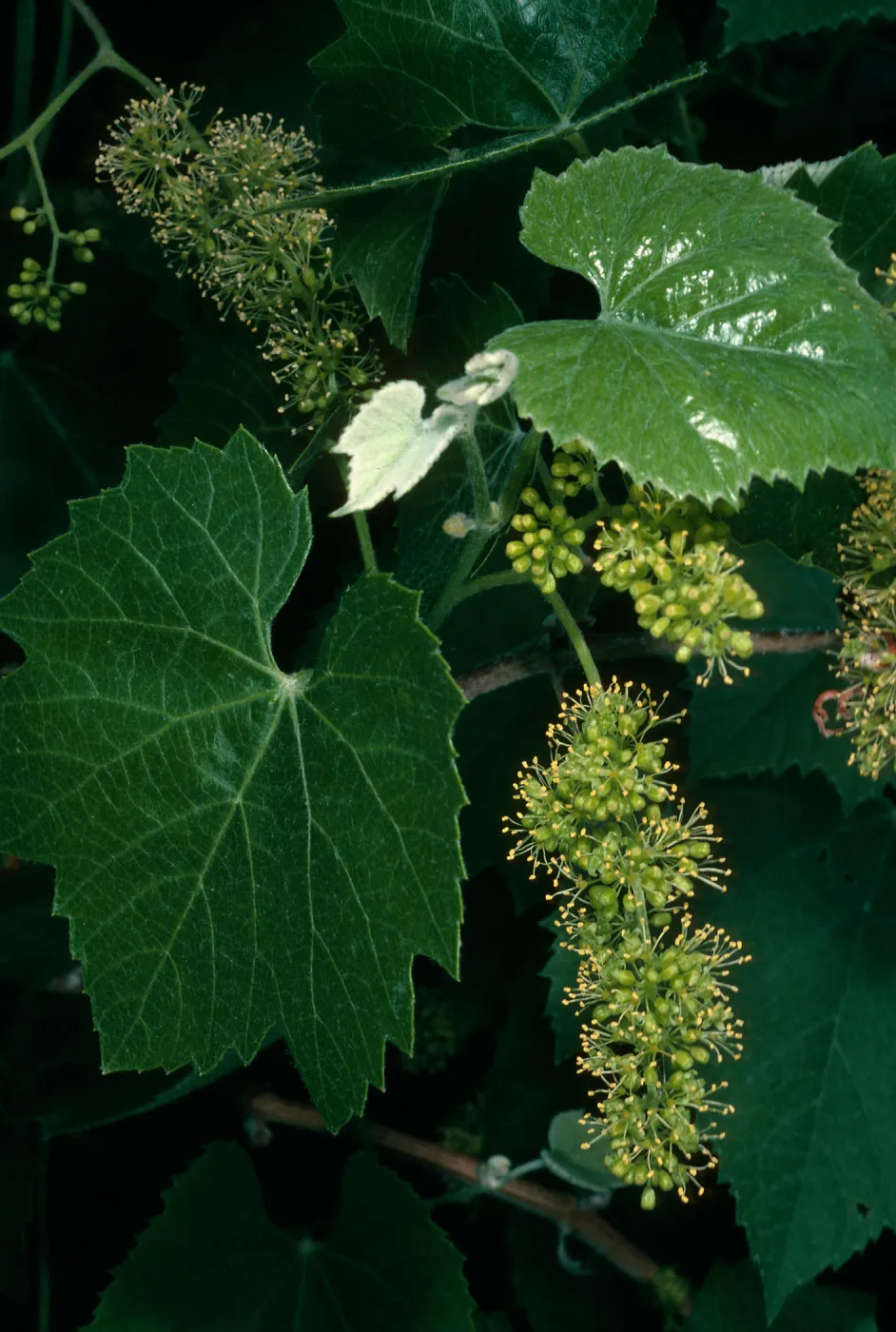Vitis girdiana, Death Valley, N. of Scotty's Castle
