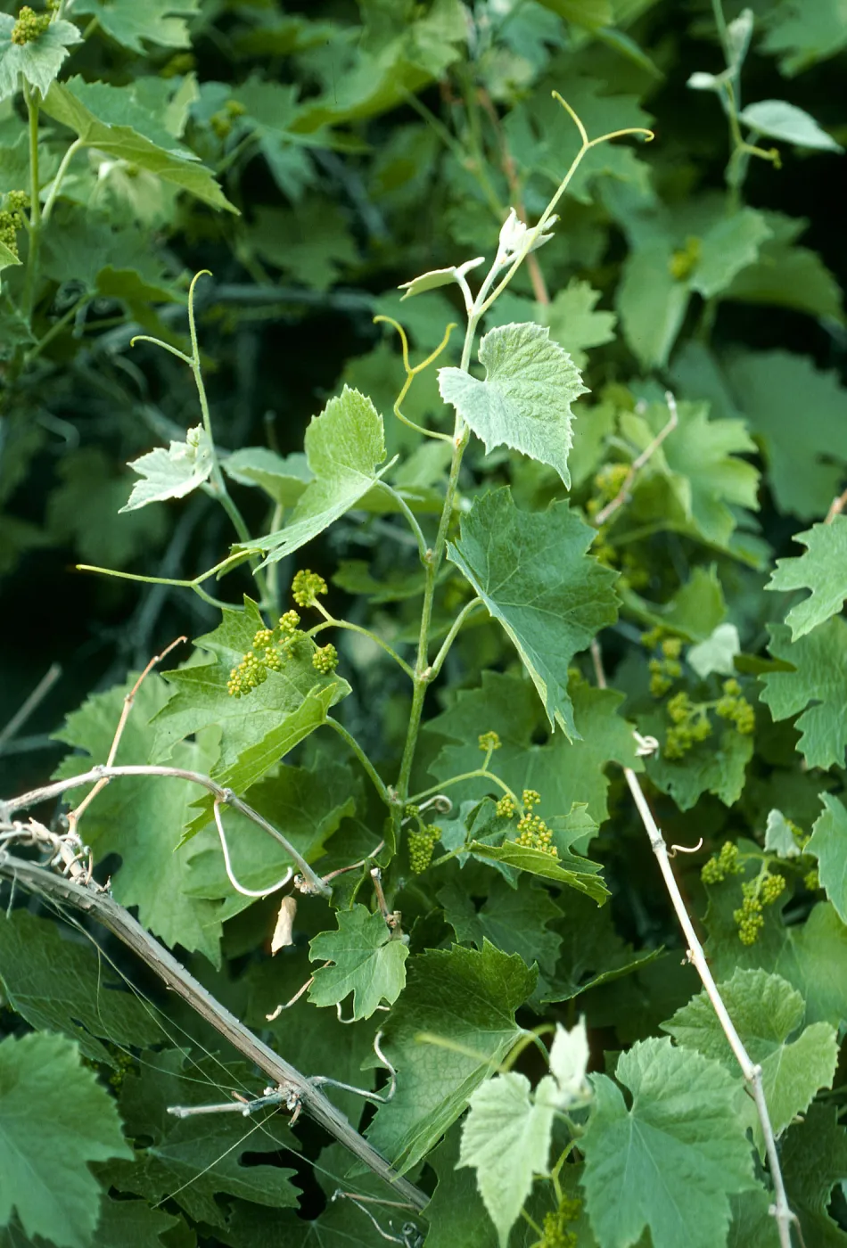 Vitis girdiana, Saline Valley, Grapevine Canyon