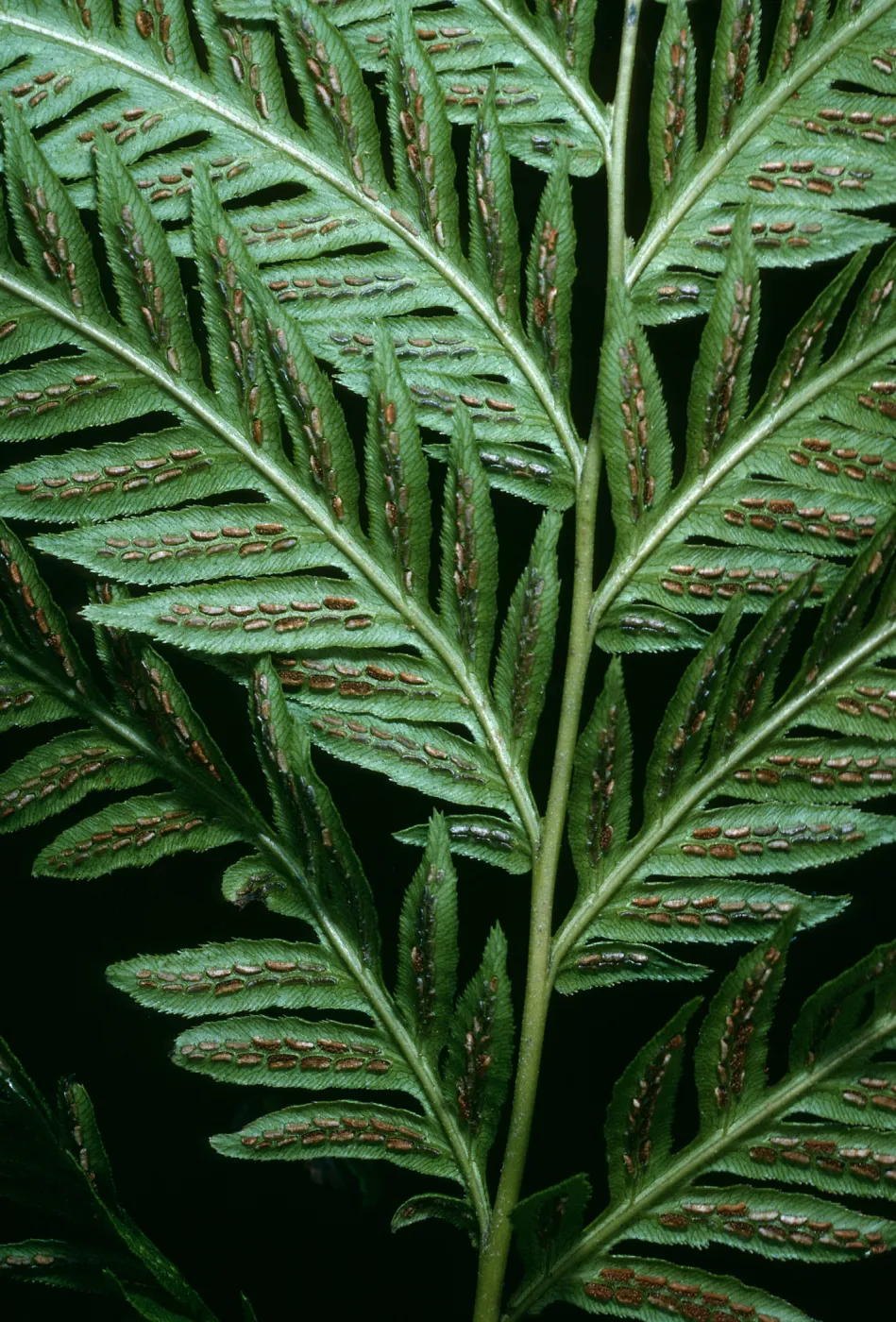 Woodwardia fimbriata