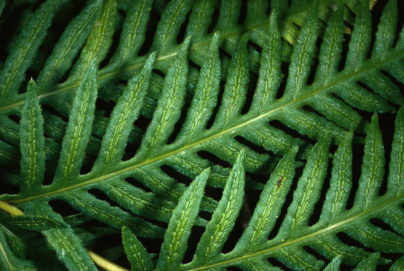 Woodwardia fimbriata