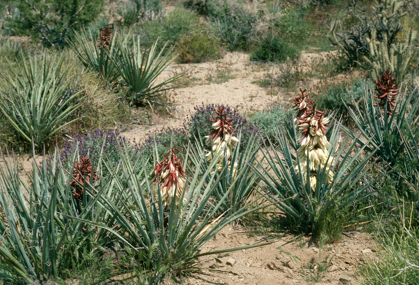 Yucca baccata, Providence Mtns., Wildhorse Cyn Rd.