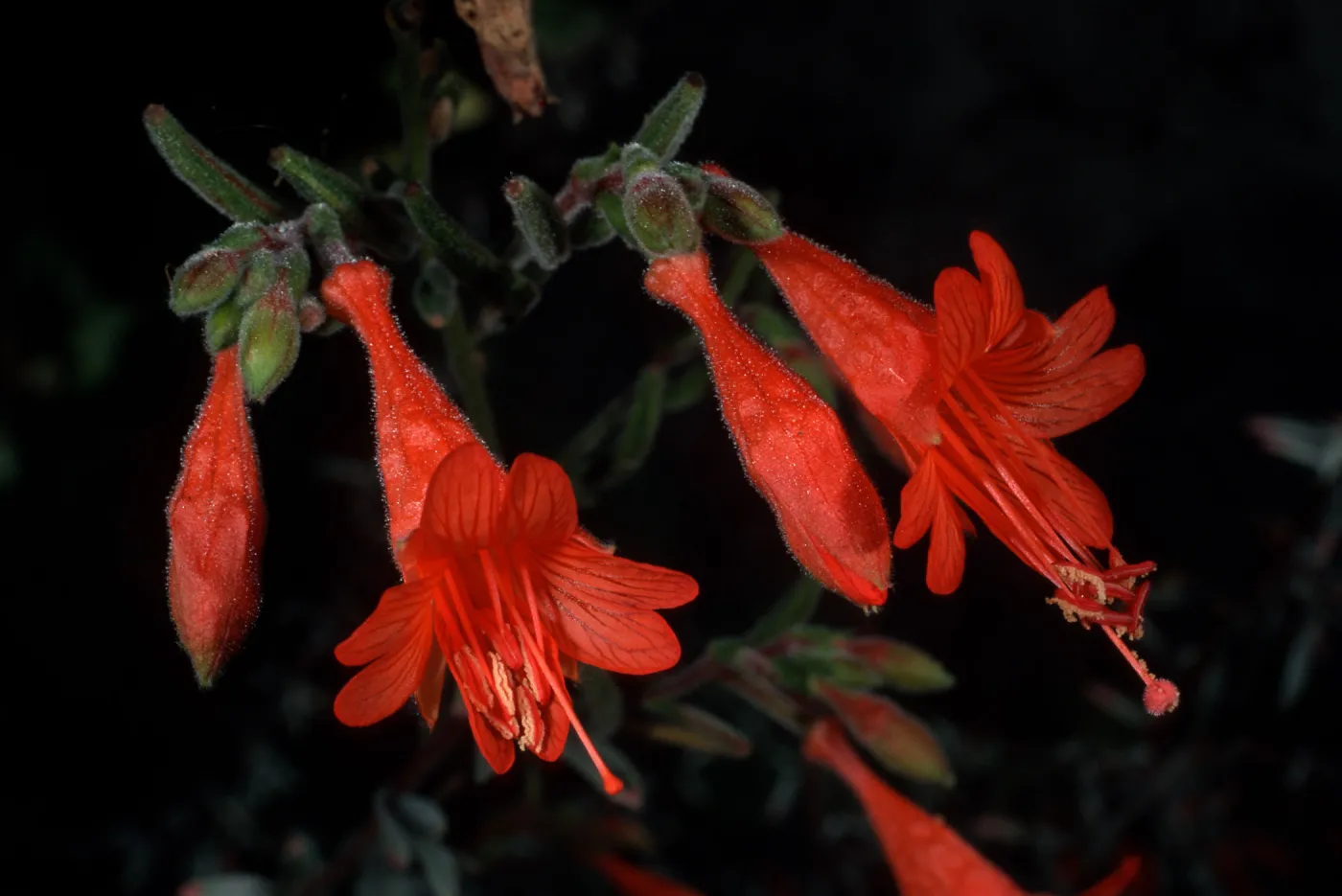 Epilobium canum
