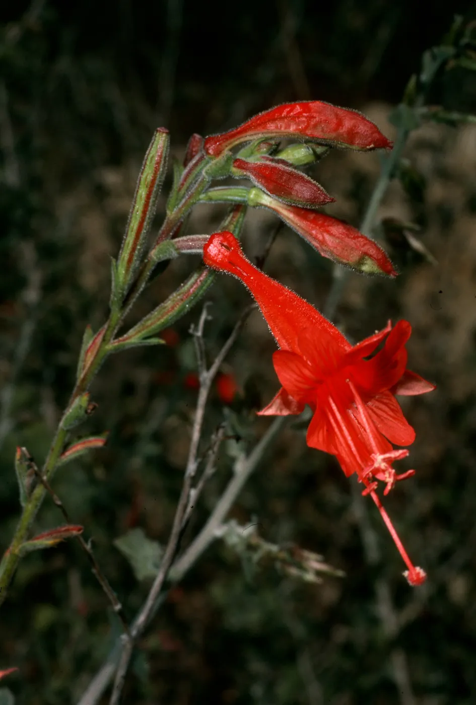 Epilobium canum,Tunnel Trail