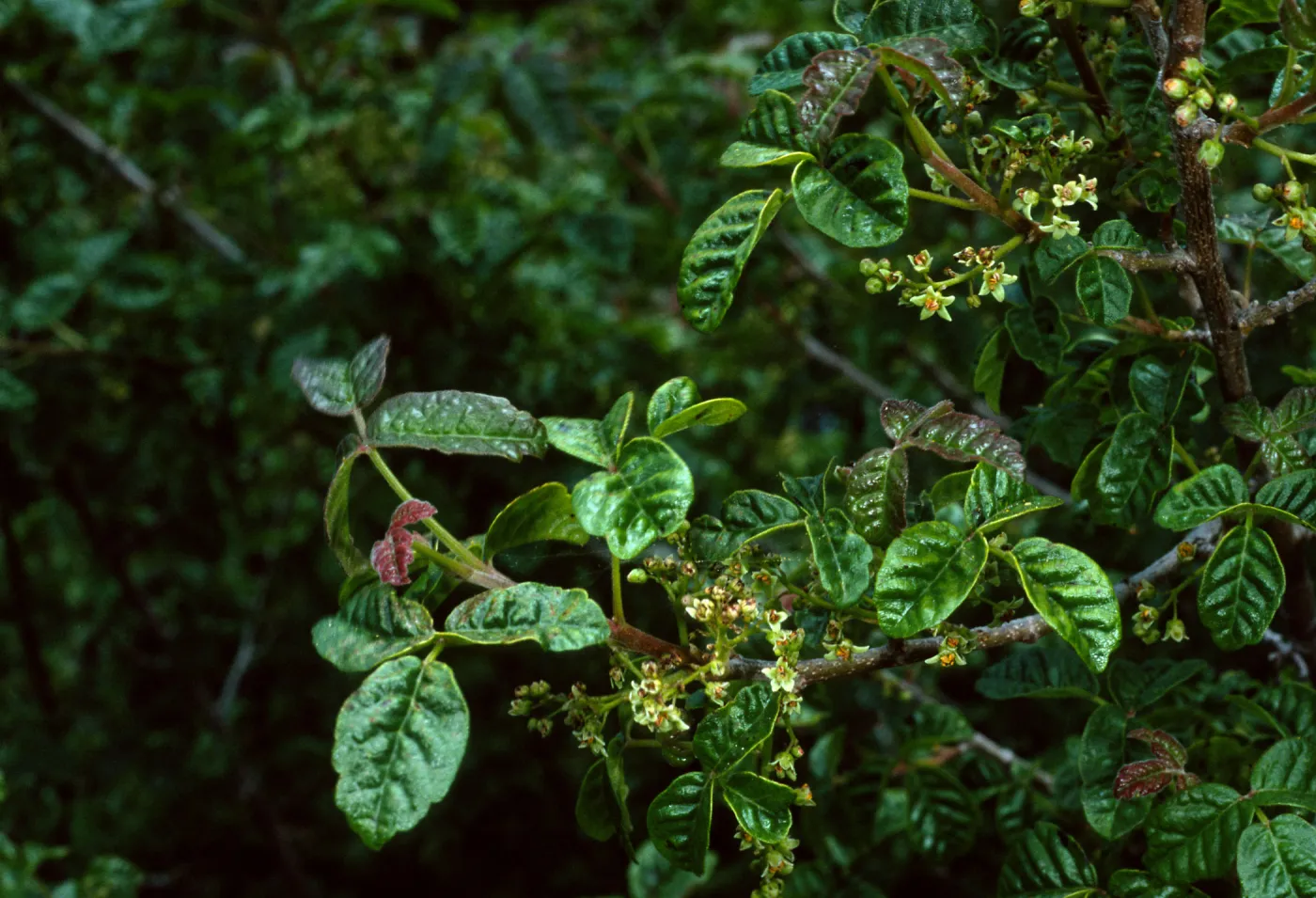 Toxicodendron, nr. Broadcast Peak