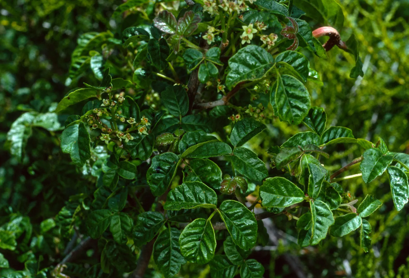 Toxicodendron, nr. Broadcast Peak