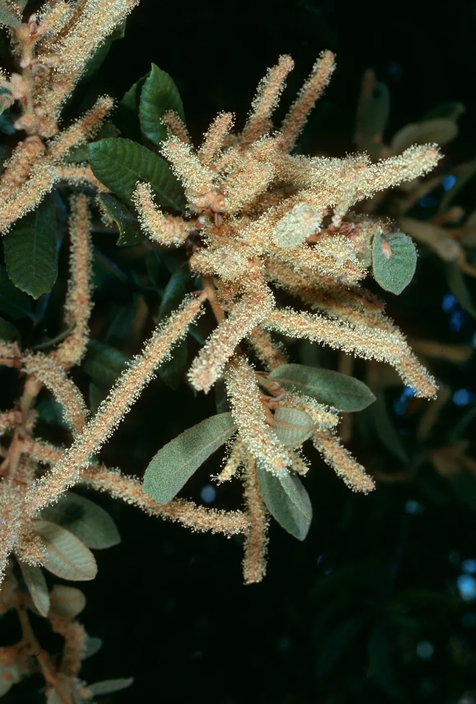 Lithocarpus, W. Cuesta Ridge