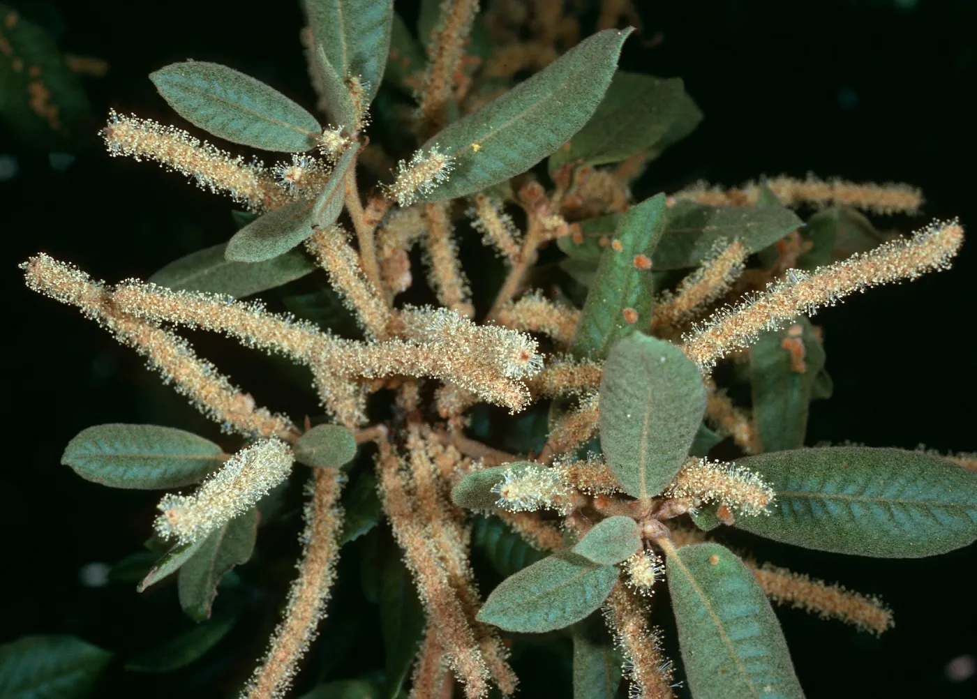Lithocarpus, W. Cuesta Ridge
