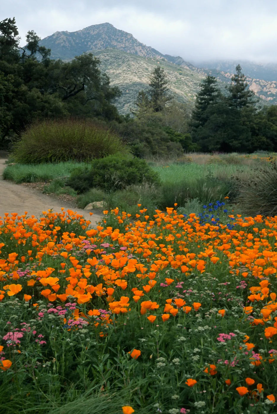 SBBG meadow