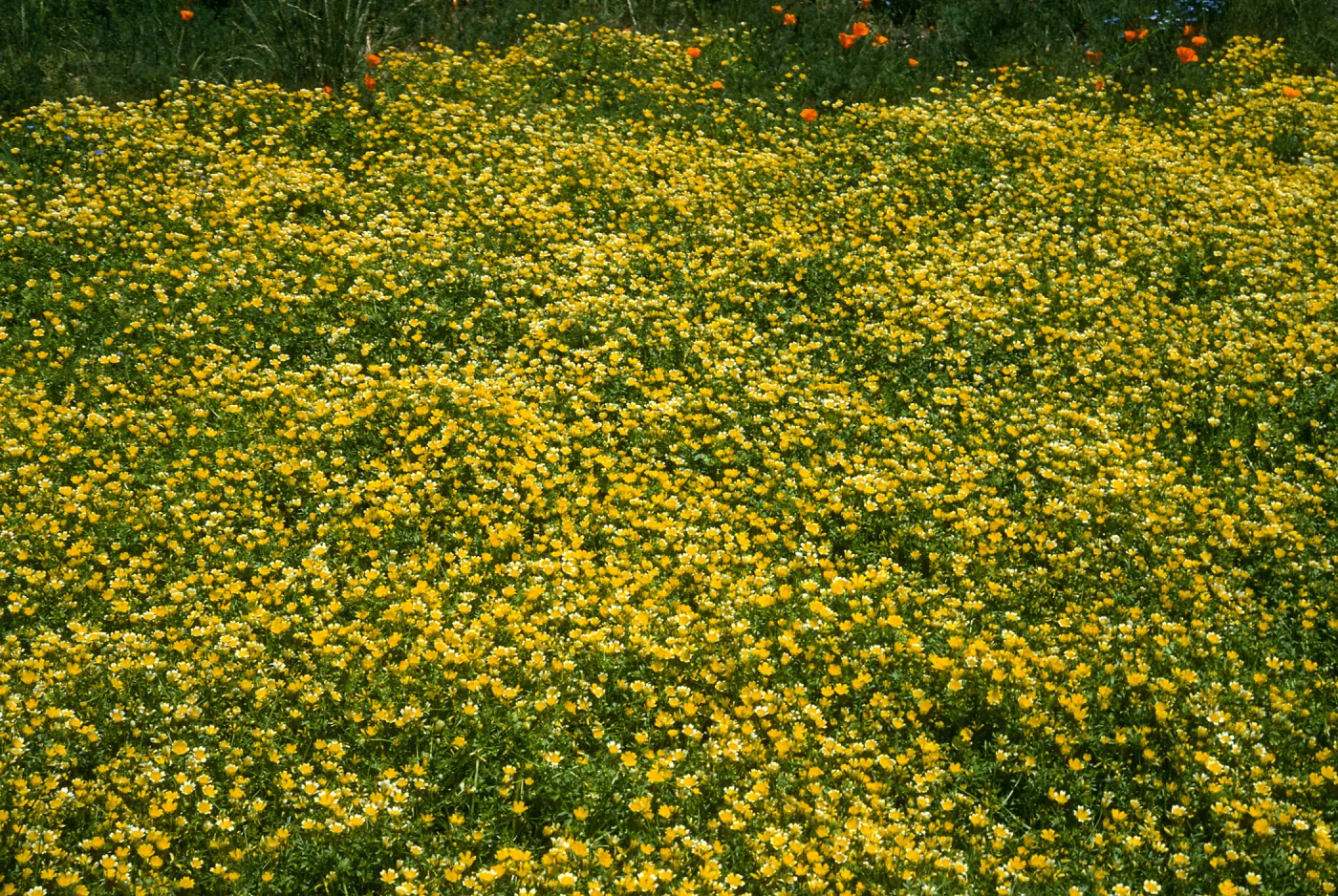 SBBG meadow, Limnanthes