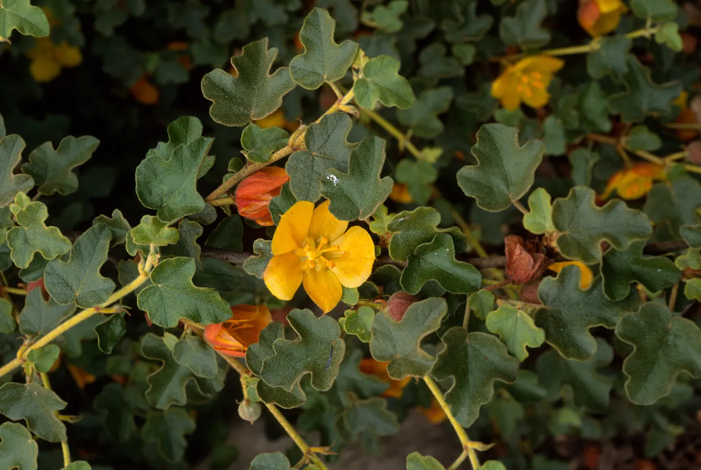 Fremontodendron californicum