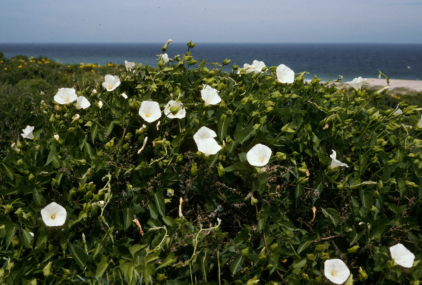 Calystegia macrostegia amplissima
