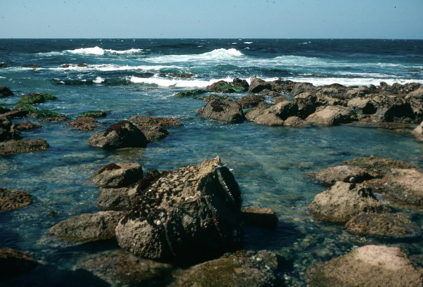 Tidepools, Vizcaino Point, San Nicolas Island