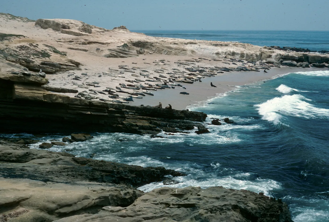 Pinnipeds, E. of Seal Beach, San Nicolas Island