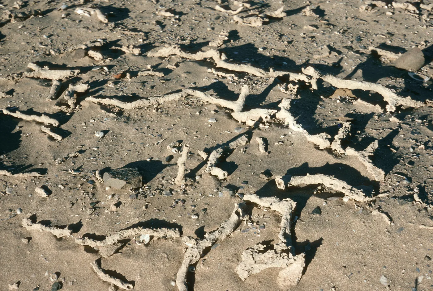 Root casts, just E. of Thousand Springs