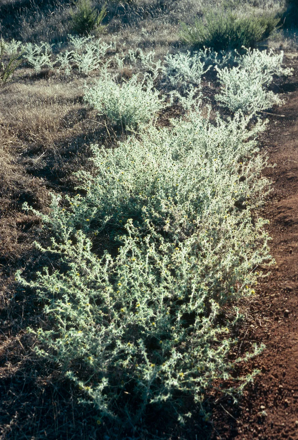 Hemizonia fitchii, So. Ridge Rd. W. of El Tigre, Santa Cruz Island