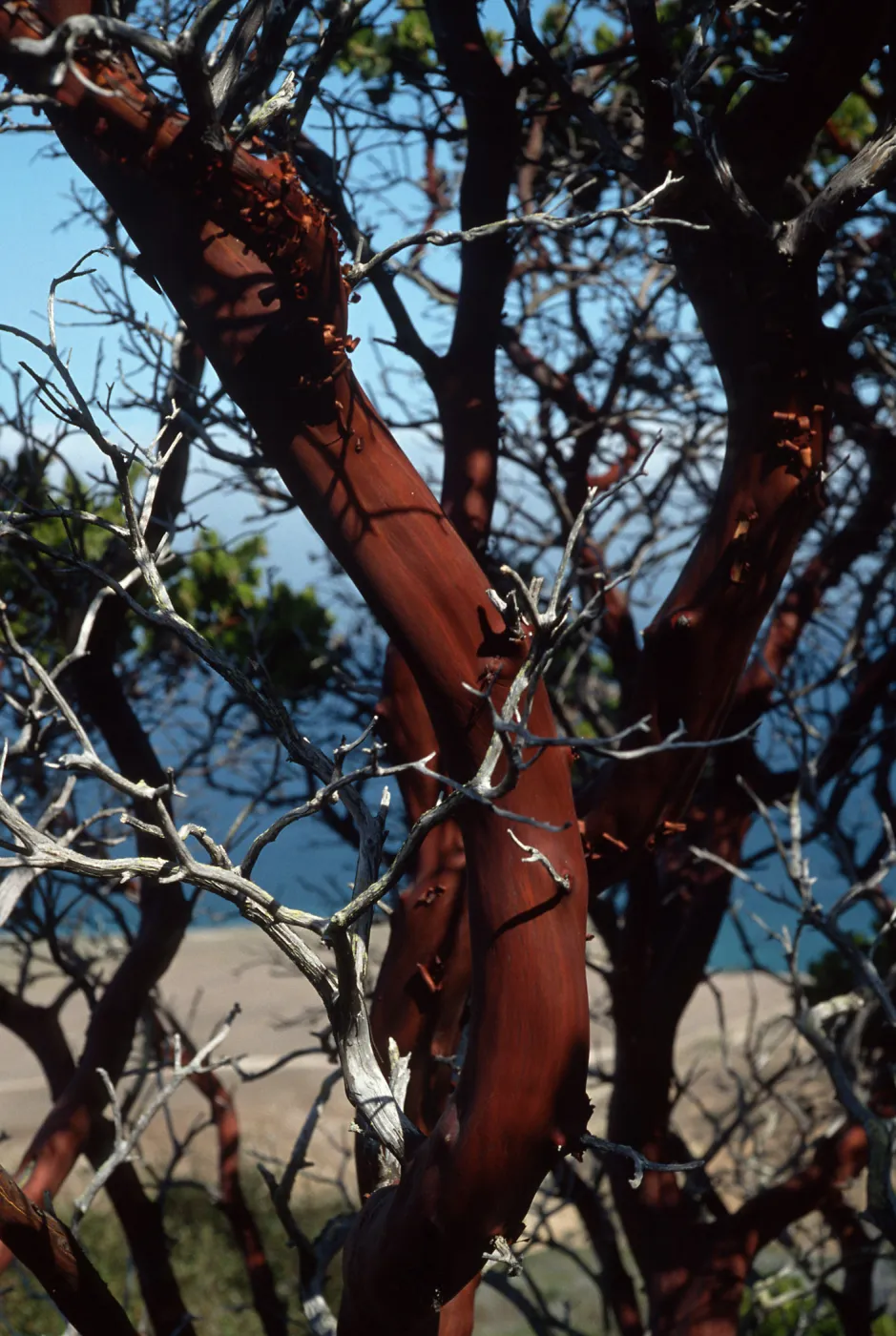 Arctostaphylos confertiflora