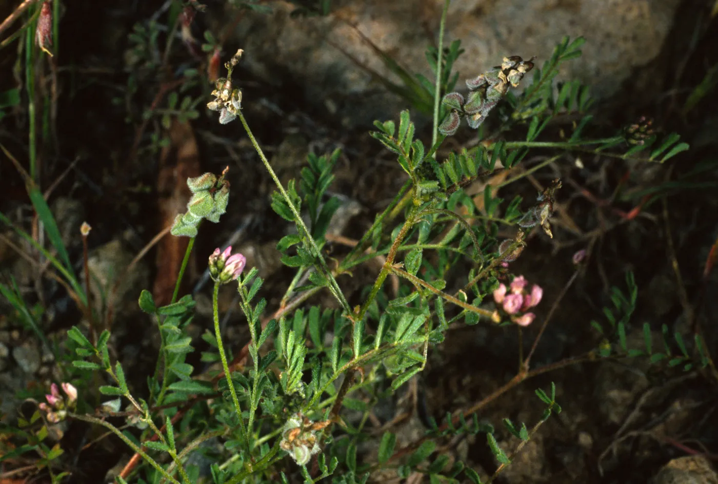 Astragalus gambelianus, N. of Bosque Mano, Sta. Cruz I.