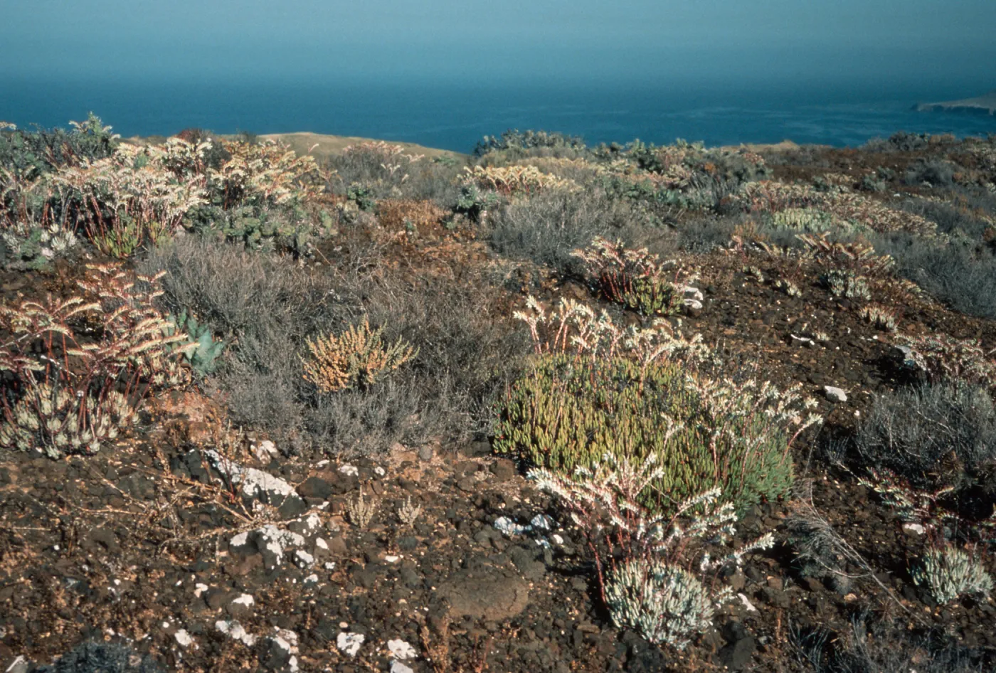 Dudleya albiflora habitat, highlands N. of lighthouse, Natividad I.