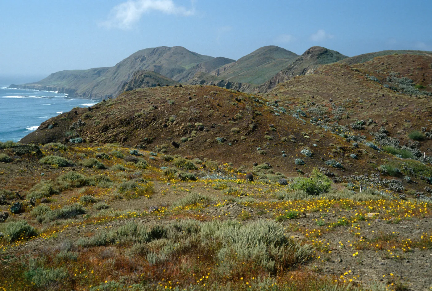 looking north, north. of lighthouse, Coreocarpus, Natividad I.