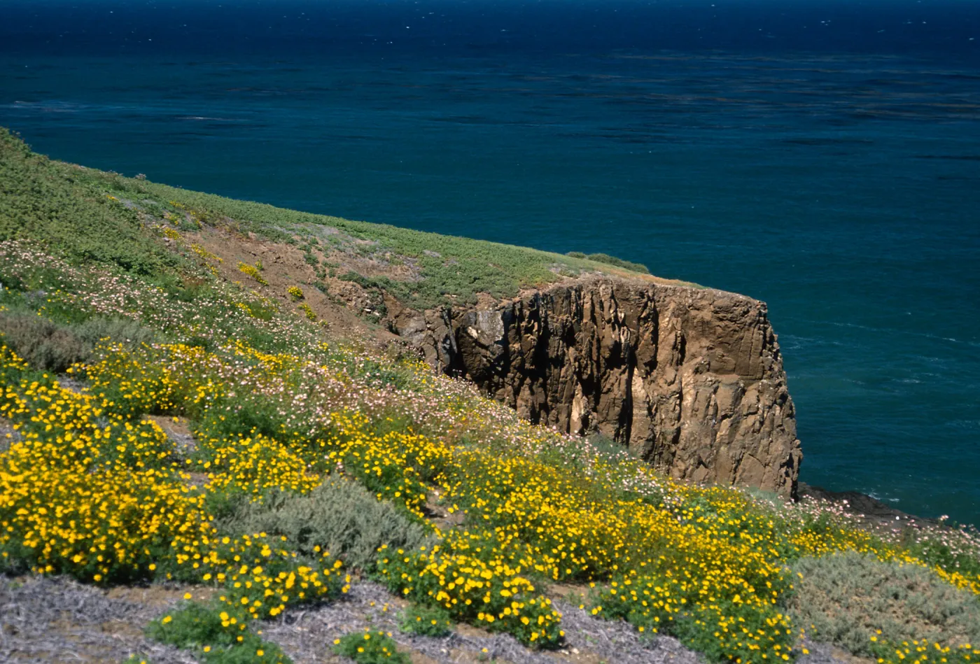 Chaenactis lacera, Coreocarpus, Natividad Island
