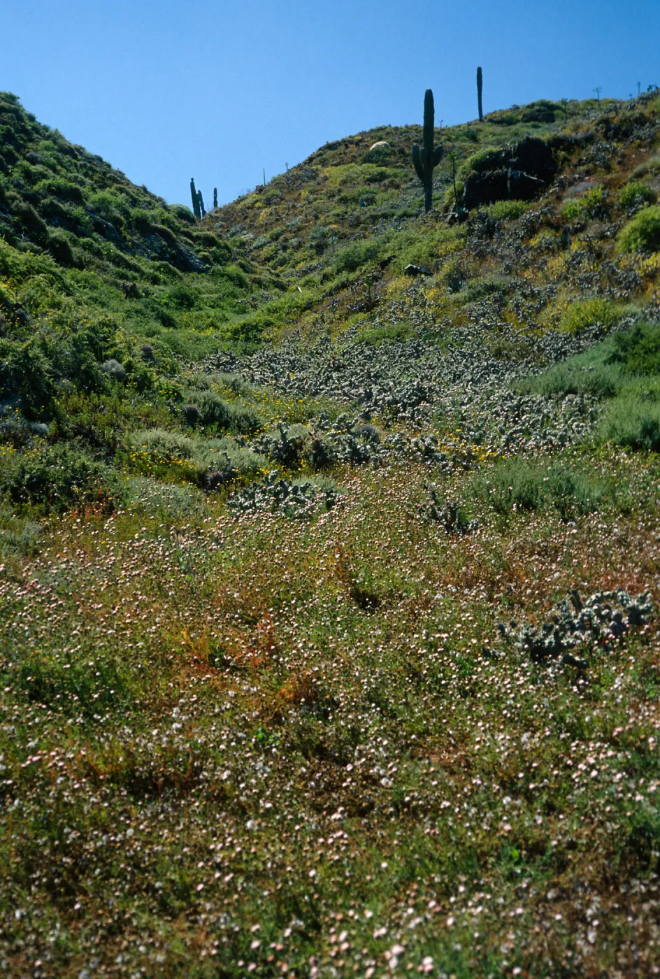 Chaenactis lacera, Natividad Island