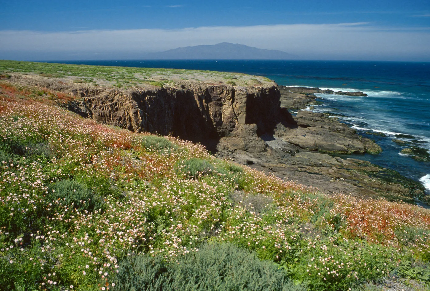 Chaenactis lacera, Natividad Island
