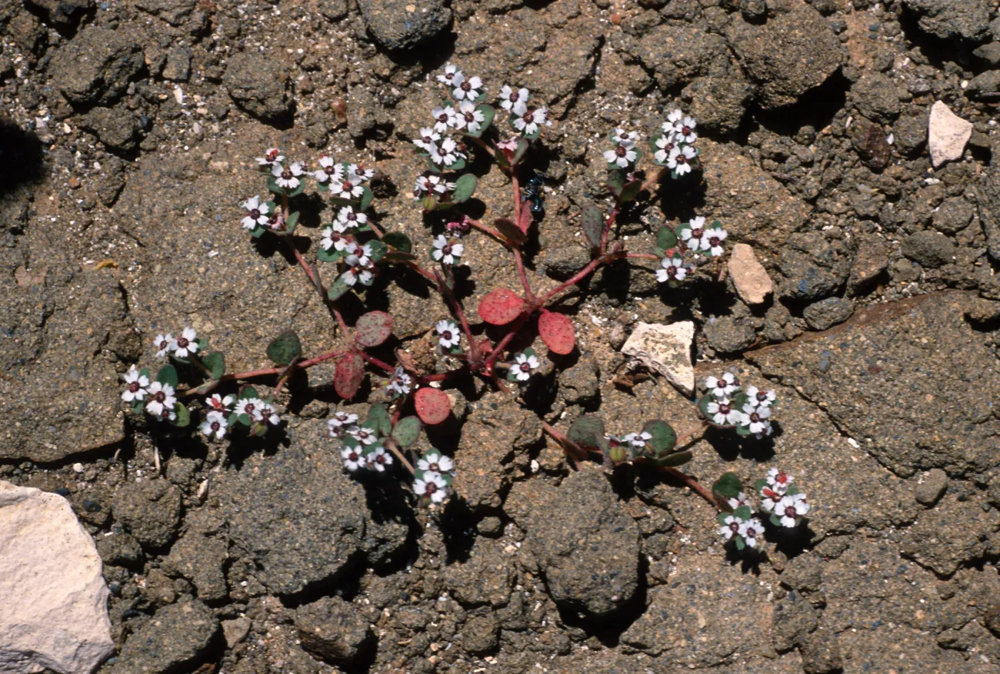 Euphorbia bartolomnei, Natividad Island