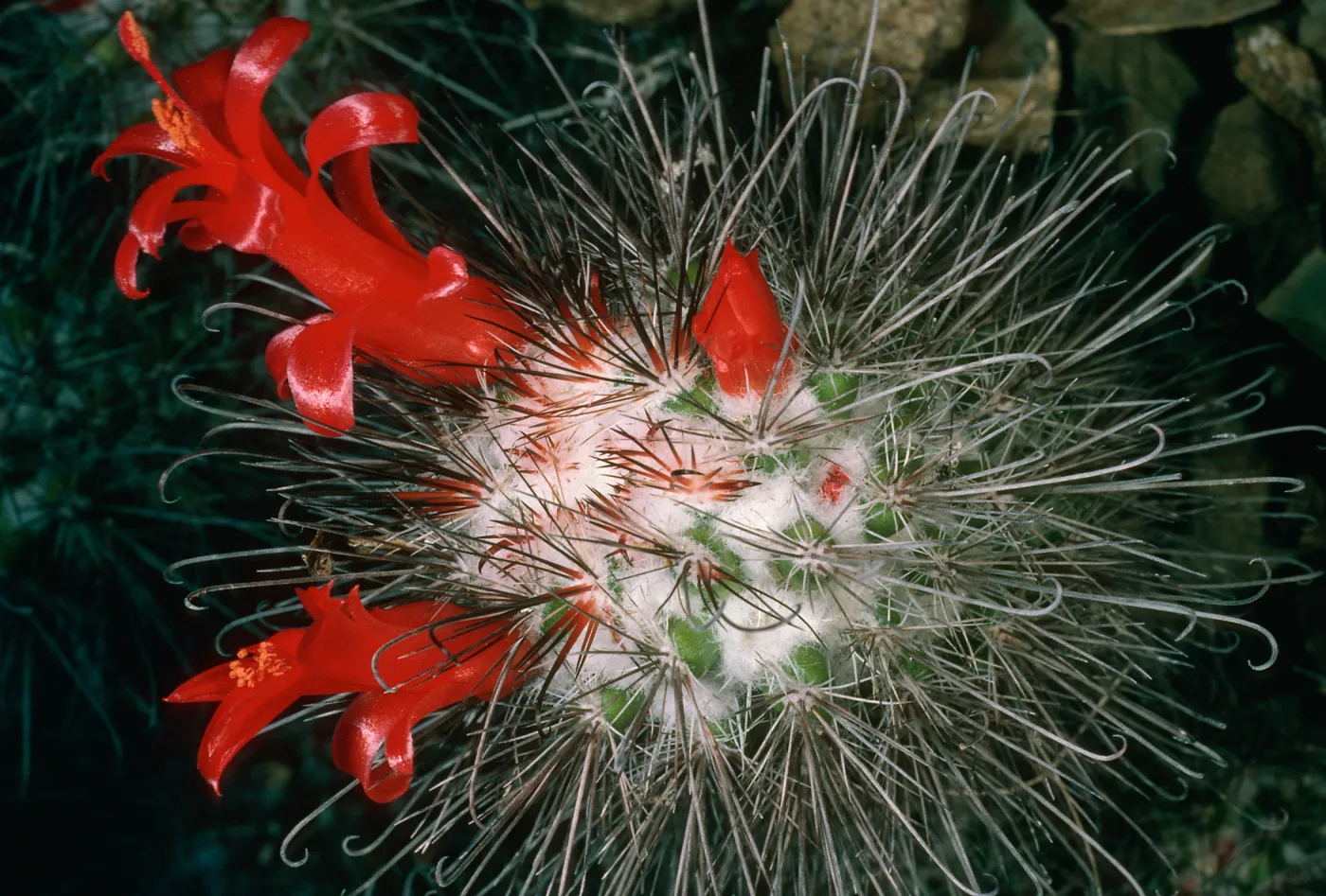 Cochemiea pondli, Natividad Island