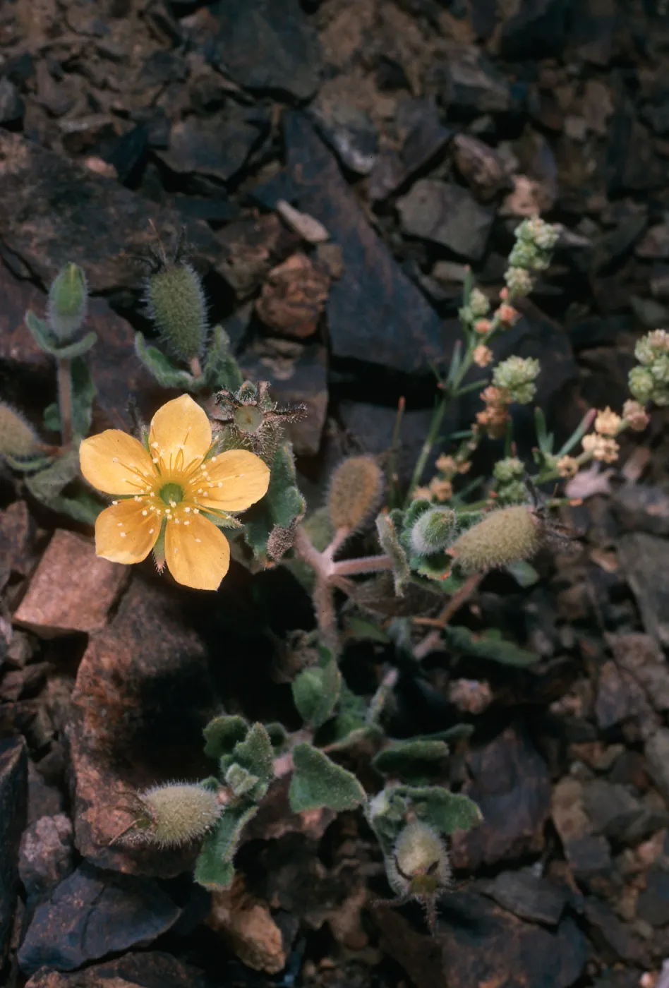 Mentzelia hirsutissimum nesiotes, Natividad Island