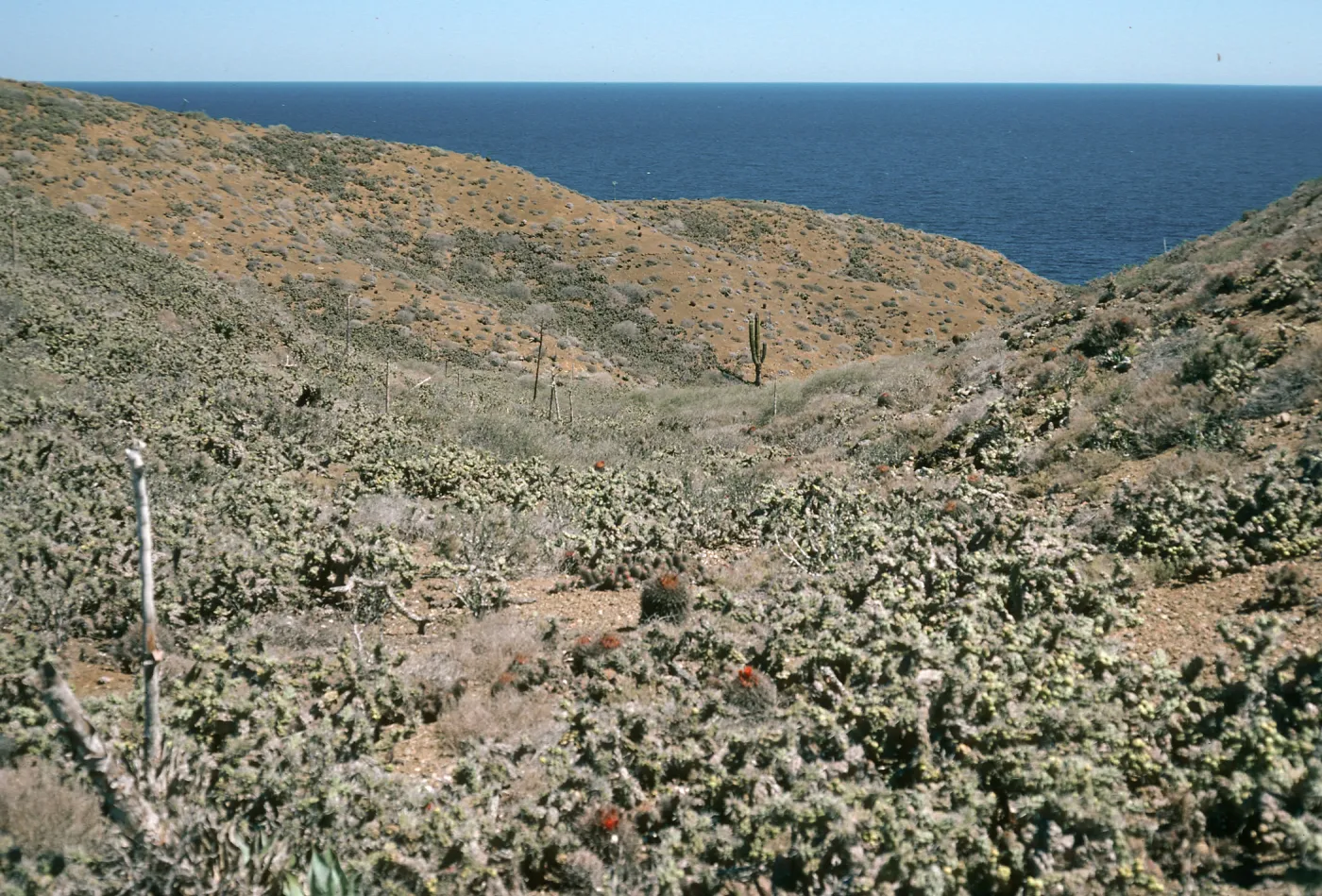 Natividad Island