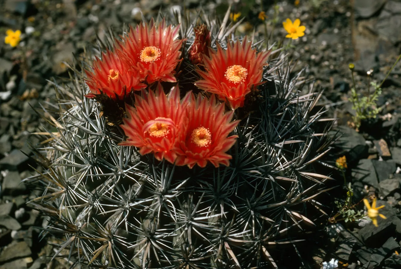 Ferocactus, W. side, Natividad Island