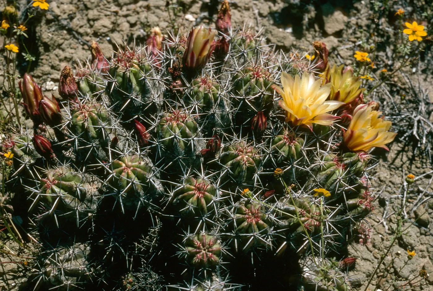 Echinocereus maritimus, Natividad Island