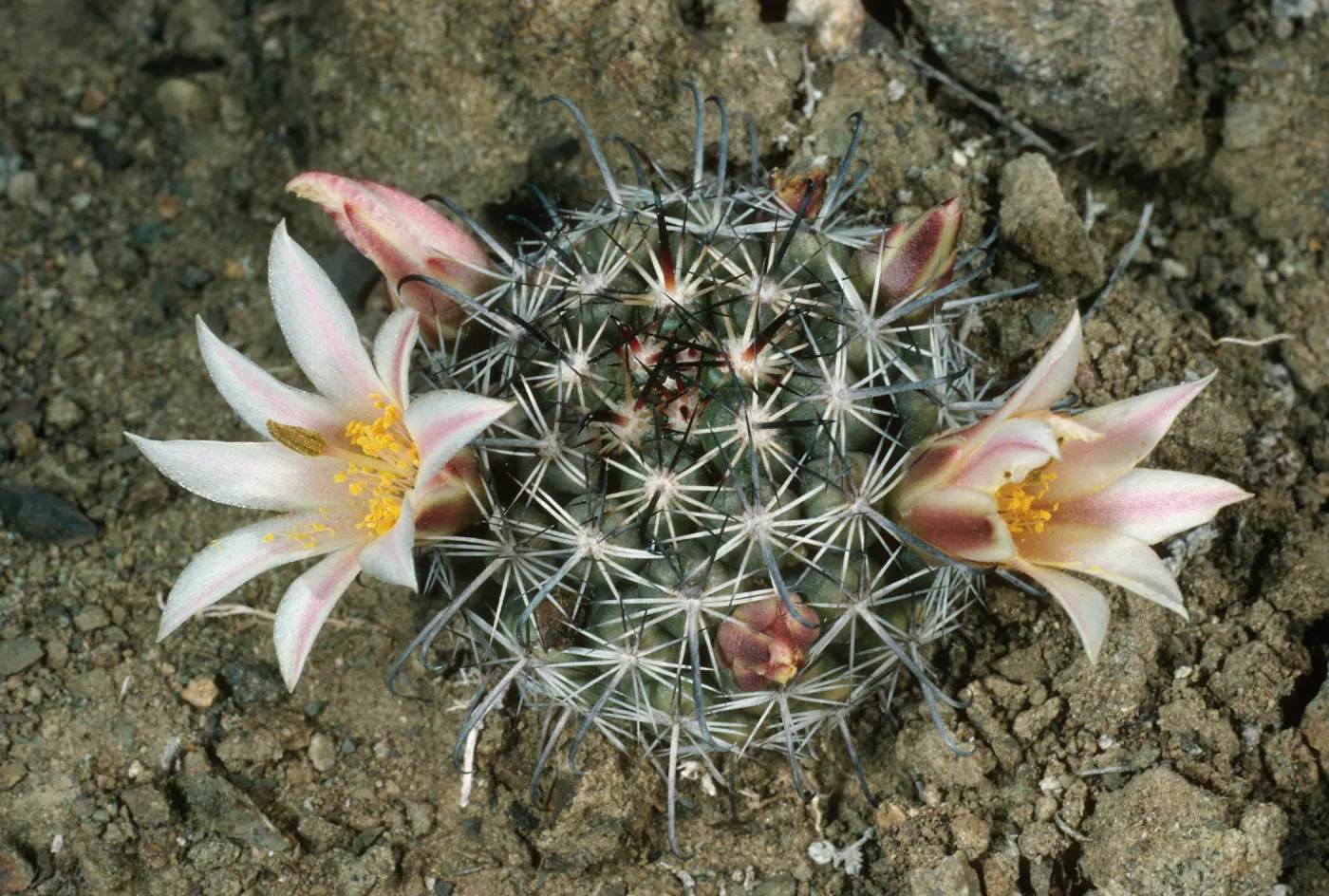 Mammillaria, Natividad Island