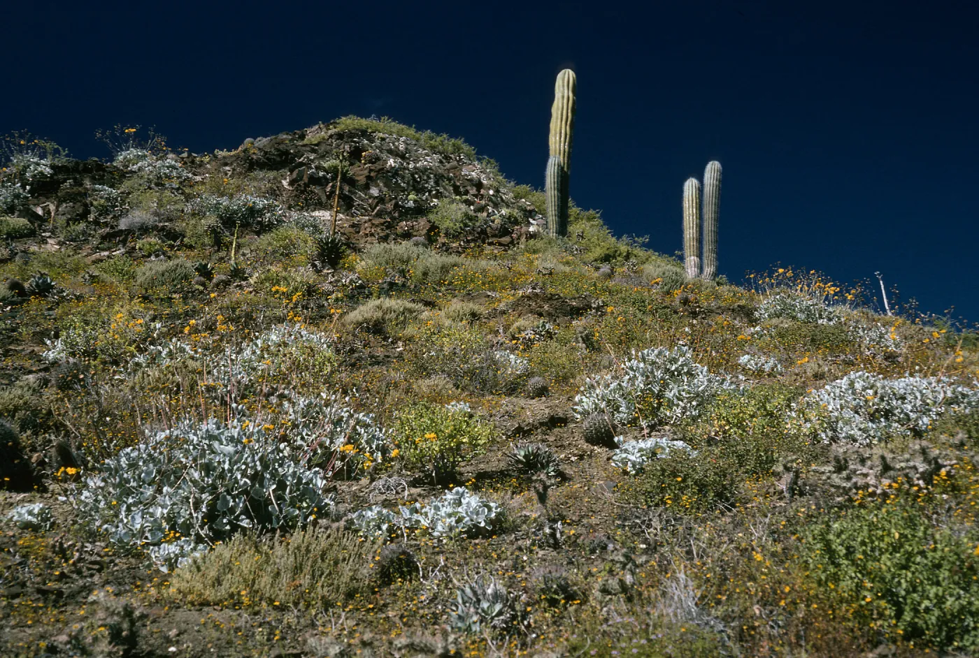 Viguiera lanata, canyon on E. side, Natividad I.