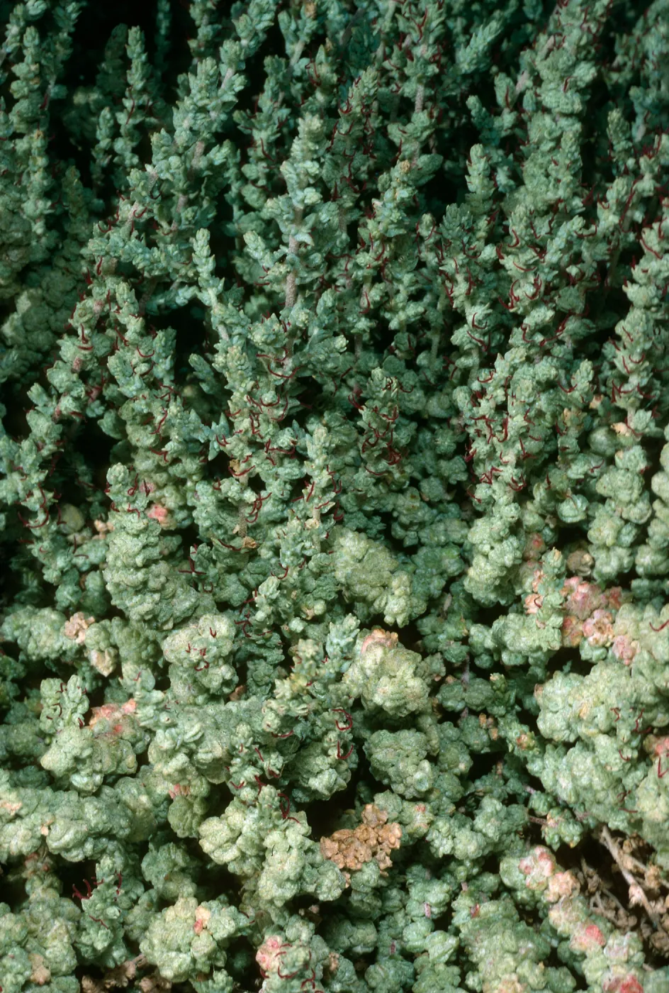 Atriplex julacea, San Martin Island