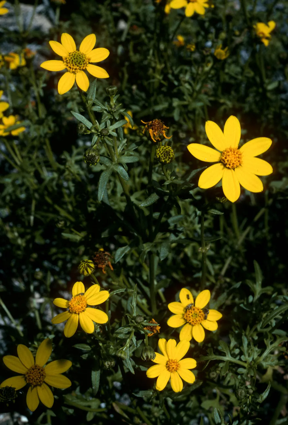 Coreocarpus, Natividad Island