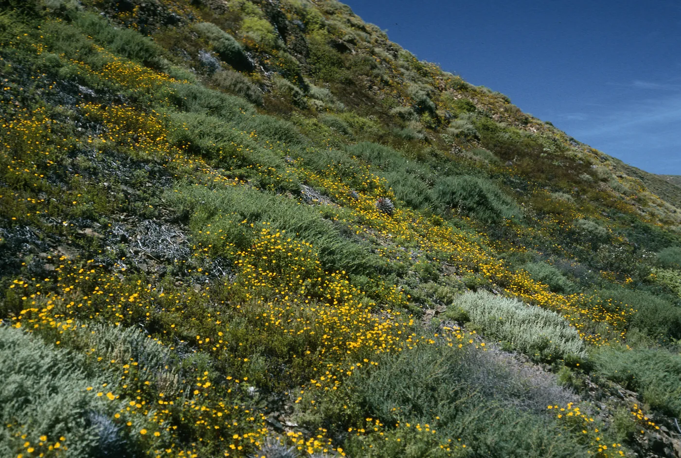 Coreocarpus, Natividad Island