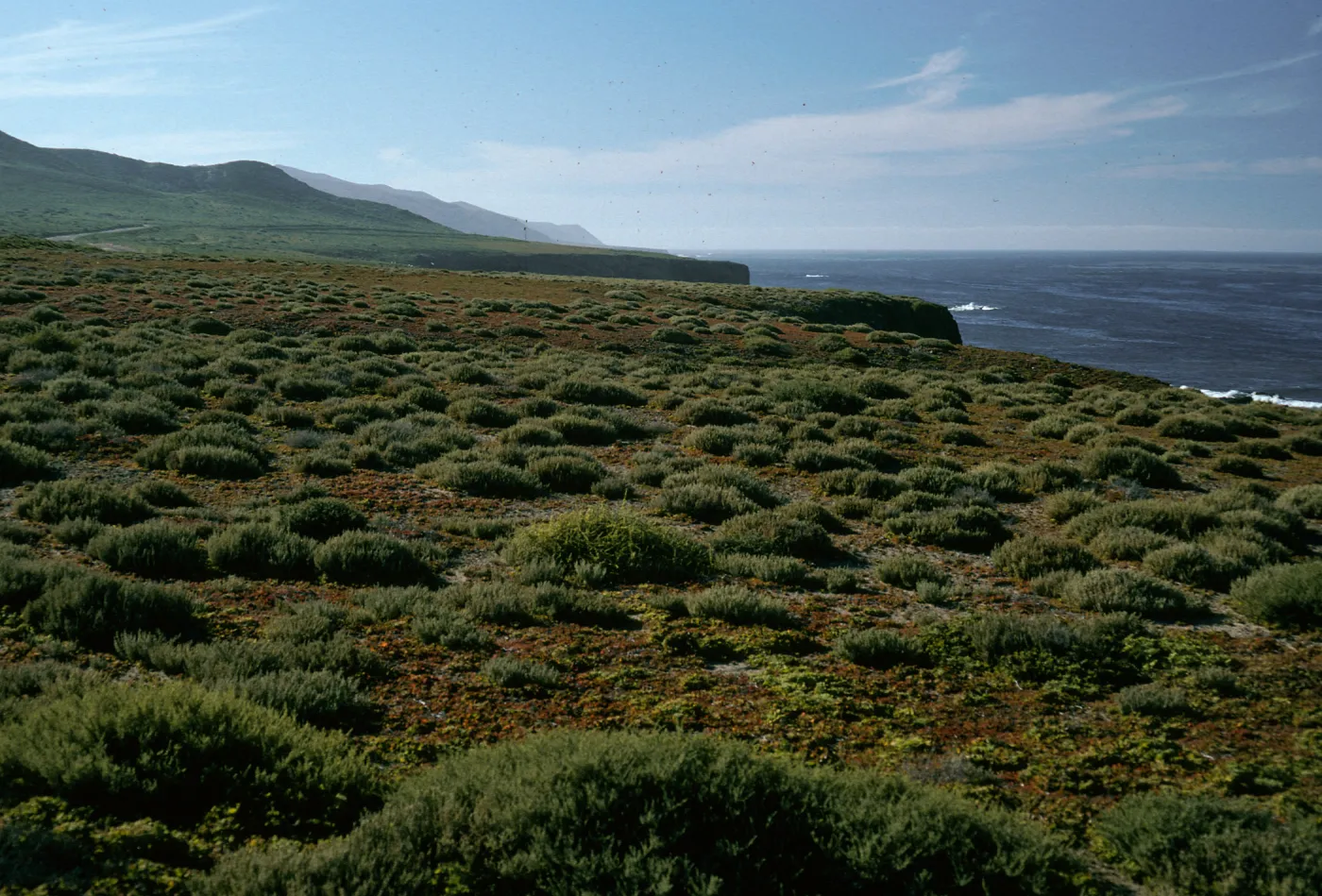 East side, Natividad Island