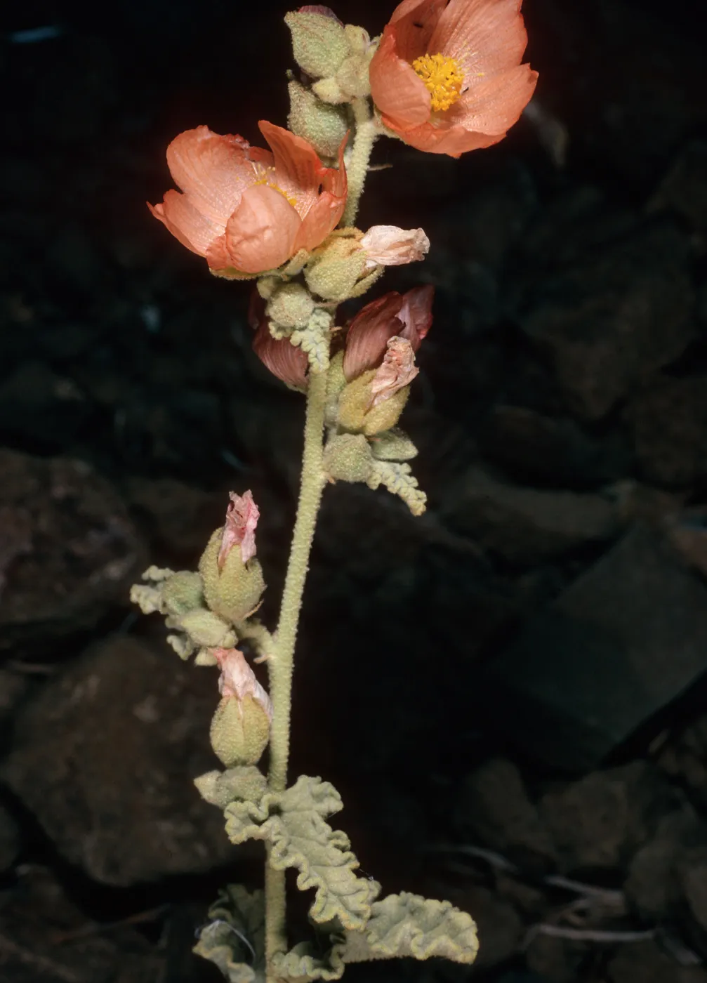 Sphaeralcea fulva, Natividad Island