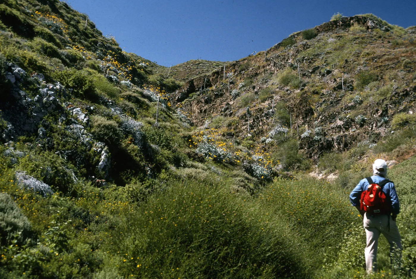 Canyon on east side, Bebbia Juncion, Natividad Island