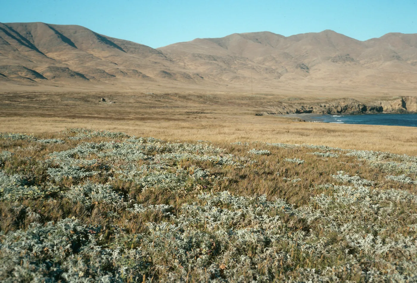 Astragalus miguelensis, near Forney Cove, Santa Cruz Island