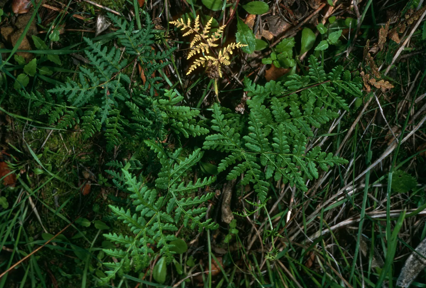 Pentagramma triangularis, Tunnel Rd.