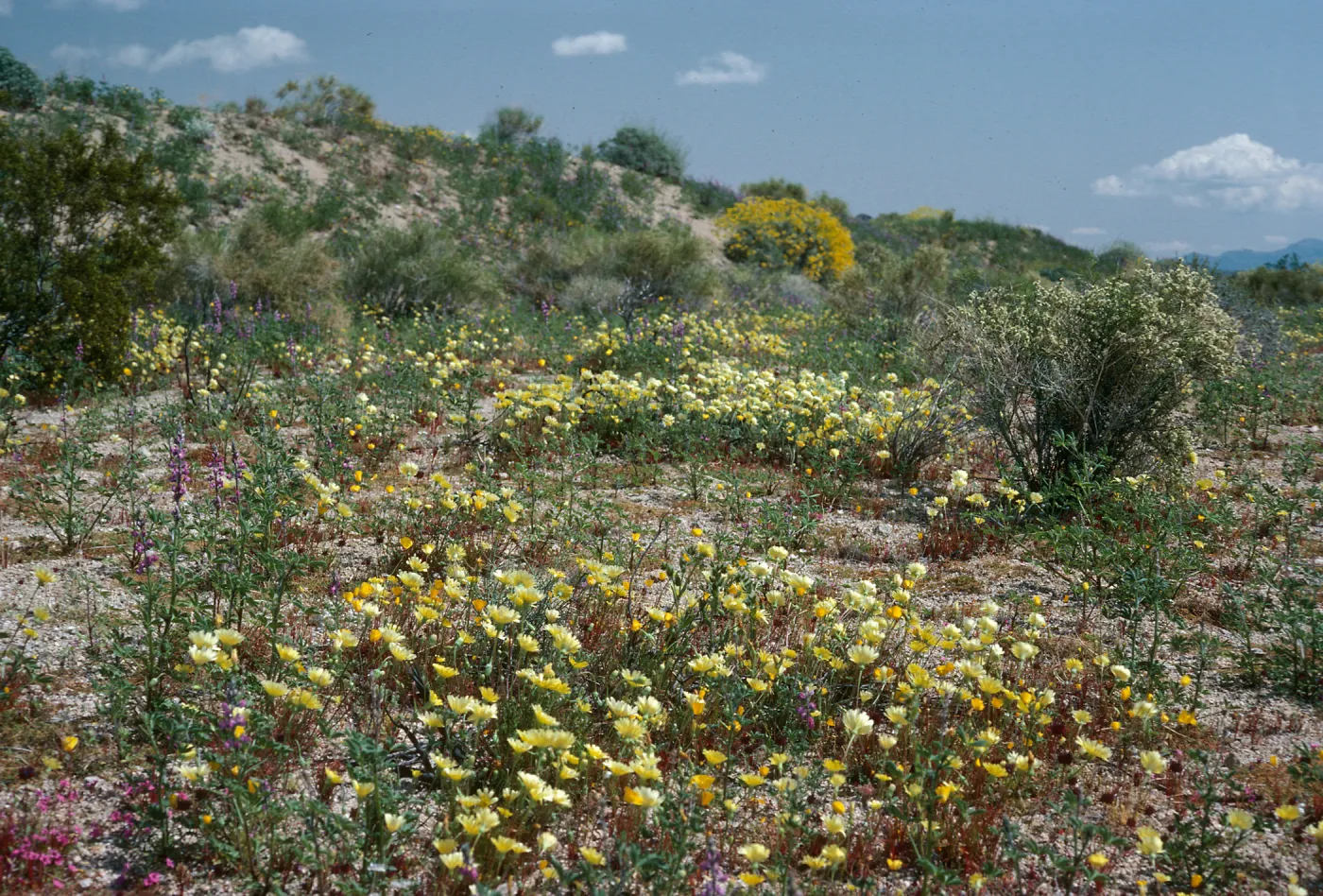 Malacothrix, Lupinus (Lupine), So. of Joshua Tree