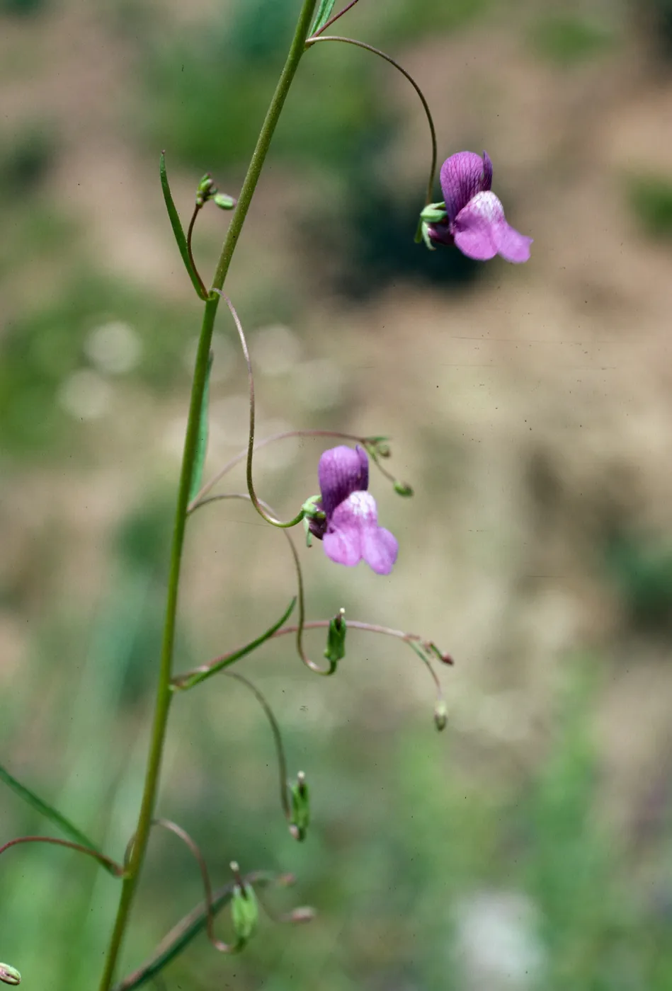 Antirrhinum kelloggii, Encinal Cyn Rd. Santa Monica Mountains
