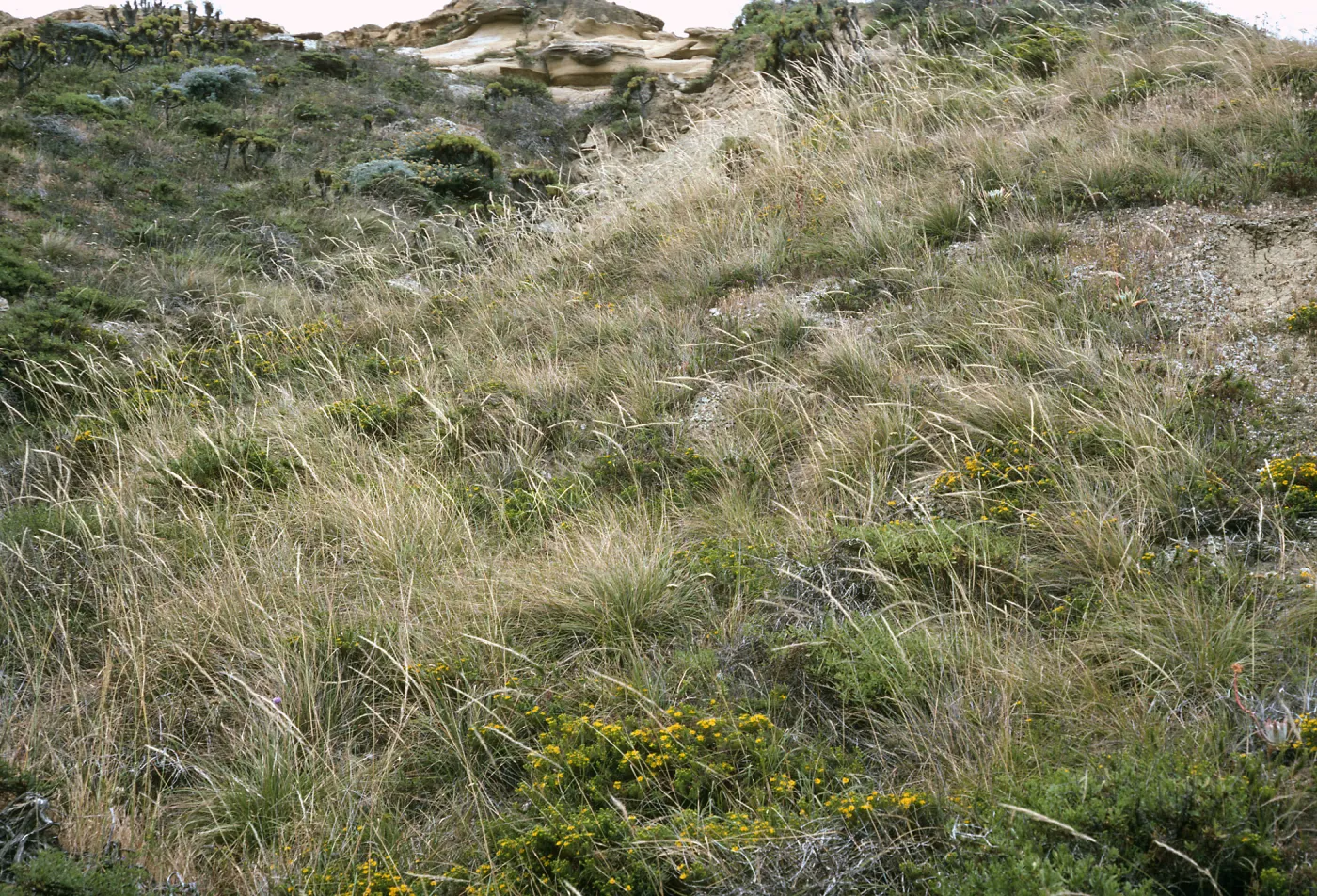Achnatherum diegoense, Hemizonia clementina, base of naval facility grade, San Nicolas Island