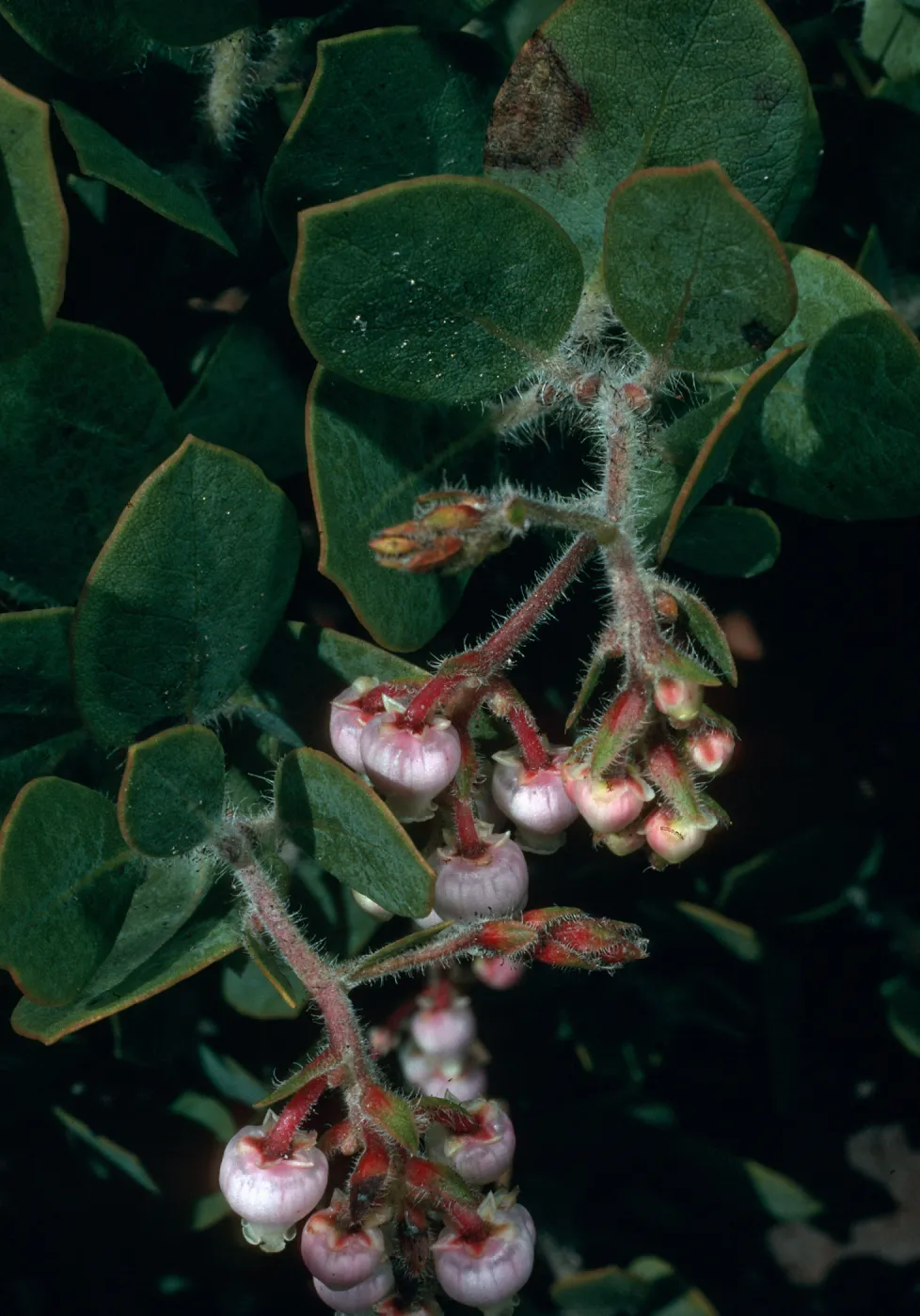 Arctostaphylos catalinae (Santa Catalina Island manzanita), Road to Echo Lake, Santa Catalina Island