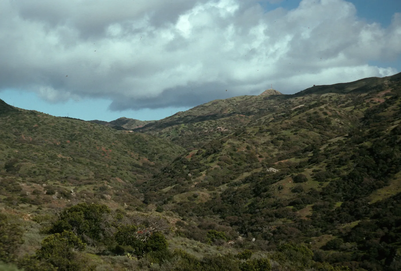 Upper Cottonwood Cyn., from road to Little Harbor, S. Catalina I.