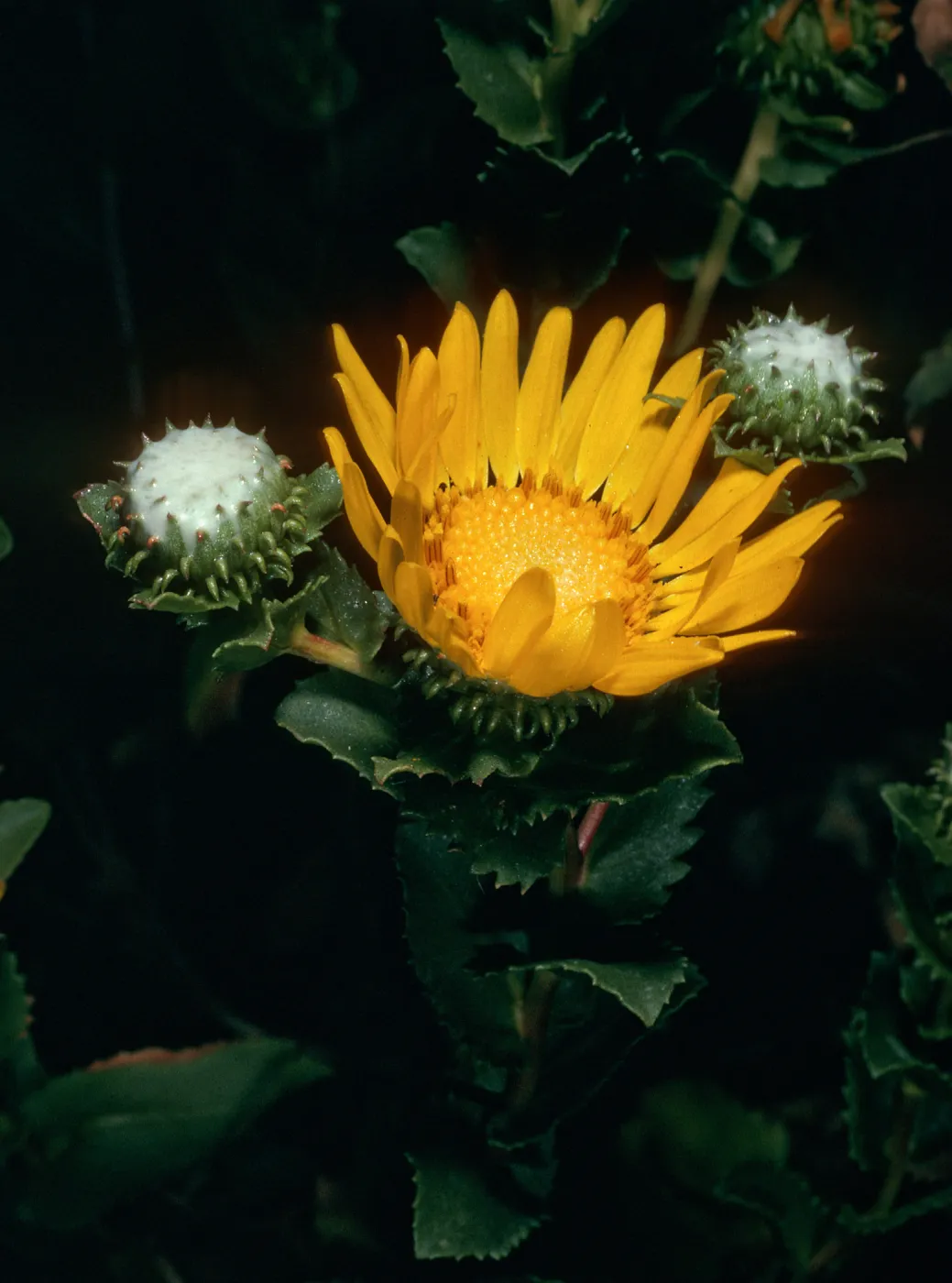 Grindelia, West Anacapa Island