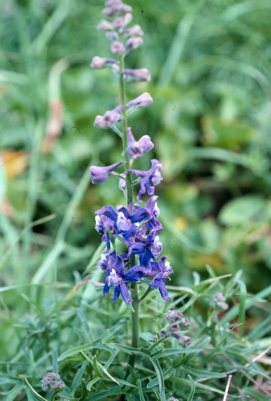 Delphinium, terrace W. of campground, E. Anacapa I.